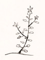 Online Flora of the Maltese Islands 2002-2019)