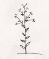 Online Flora of the Maltese Islands 2002-2026)