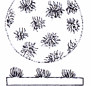 Online Flora of the Maltese Islands 2002-2026)