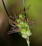 Carex distachya / Sedge