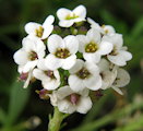 Lobularia maritima (Sweet Alyssum) - CLICK TO ENLARGE PHOTO
