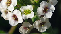 Lobularia maritima (Sweet Alyssum) - CLICK TO ENLARGE PHOTO