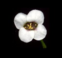 Lobularia maritima (Sweet Alyssum) - CLICK TO ENLARGE PHOTO
