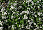 Lobularia maritima (Sweet Alyssum) - CLICK TO ENLARGE PHOTO