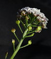 Lobularia maritima (Sweet Alyssum) - CLICK TO ENLARGE PHOTO