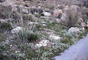Lobularia maritima (Sweet Alyssum) - CLICK TO ENLARGE PHOTO