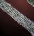 Lobularia maritima (Sweet Alyssum) - CLICK TO ENLARGE PHOTO