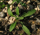 Lobularia maritima (Sweet Alyssum) - CLICK TO ENLARGE PHOTO