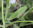 Lobularia maritima (Sweet Alyssum) - CLICK TO ENLARGE PHOTO