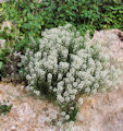 Lobularia maritima (Sweet Alyssum) - CLICK TO ENLARGE PHOTO