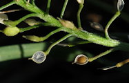 Lobularia maritima (Sweet Alyssum) - CLICK TO ENLARGE PHOTO