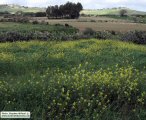 Sinapis alba (White Mustard) - CLICK TO ENLARGE PHOTO