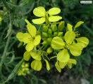 Sinapis alba (White Mustard) - CLICK TO ENLARGE PHOTO