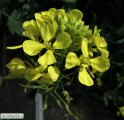 Sinapis alba (White Mustard) - CLICK TO ENLARGE PHOTO