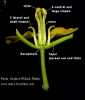 Sinapis alba (White Mustard) - CLICK TO ENLARGE PHOTO