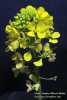 Sinapis alba (White Mustard) - CLICK TO ENLARGE PHOTO