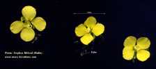 Sinapis alba (White Mustard) - CLICK TO ENLARGE PHOTO