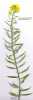 Sinapis alba (White Mustard) - CLICK TO ENLARGE PHOTO