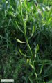 Sinapis alba (White Mustard) - CLICK TO ENLARGE PHOTO