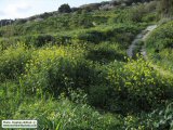 Sinapis alba (White Mustard) - CLICK TO ENLARGE PHOTO