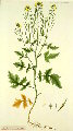 Sinapis alba (White Mustard) - CLICK TO ENLARGE PHOTO