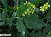 Sinapis alba (White Mustard) - CLICK TO ENLARGE PHOTO