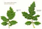 Sinapis alba (White Mustard) - CLICK TO ENLARGE PHOTO