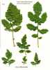 Sinapis alba (White Mustard) - CLICK TO ENLARGE PHOTO