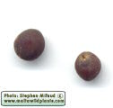 Sinapis alba (White Mustard) - CLICK TO ENLARGE PHOTO
