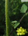 Sinapis alba (White Mustard) - CLICK TO ENLARGE PHOTO