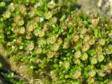 Elatine gussonei (Maltese Waterwort) - CLICK TO ENLARGE PHOTO