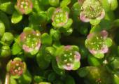 Elatine gussonei (Maltese Waterwort) - CLICK TO ENLARGE PHOTO