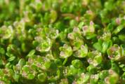 Elatine gussonei (Maltese Waterwort) - CLICK TO ENLARGE PHOTO