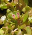 Elatine gussonei (Maltese Waterwort) - CLICK TO ENLARGE PHOTO