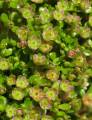 Elatine gussonei (Maltese Waterwort) - CLICK TO ENLARGE PHOTO