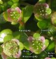 Elatine gussonei (Maltese Waterwort) - CLICK TO ENLARGE PHOTO
