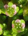Elatine gussonei (Maltese Waterwort) - CLICK TO ENLARGE PHOTO
