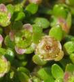 Elatine gussonei (Maltese Waterwort) - CLICK TO ENLARGE PHOTO