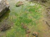 Elatine gussonei (Maltese Waterwort) - CLICK TO ENLARGE PHOTO
