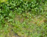 Elatine gussonei (Maltese Waterwort) - CLICK TO ENLARGE PHOTO