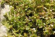 Elatine gussonei (Maltese Waterwort) - CLICK TO ENLARGE PHOTO