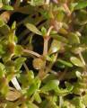 Elatine gussonei (Maltese Waterwort) - CLICK TO ENLARGE PHOTO